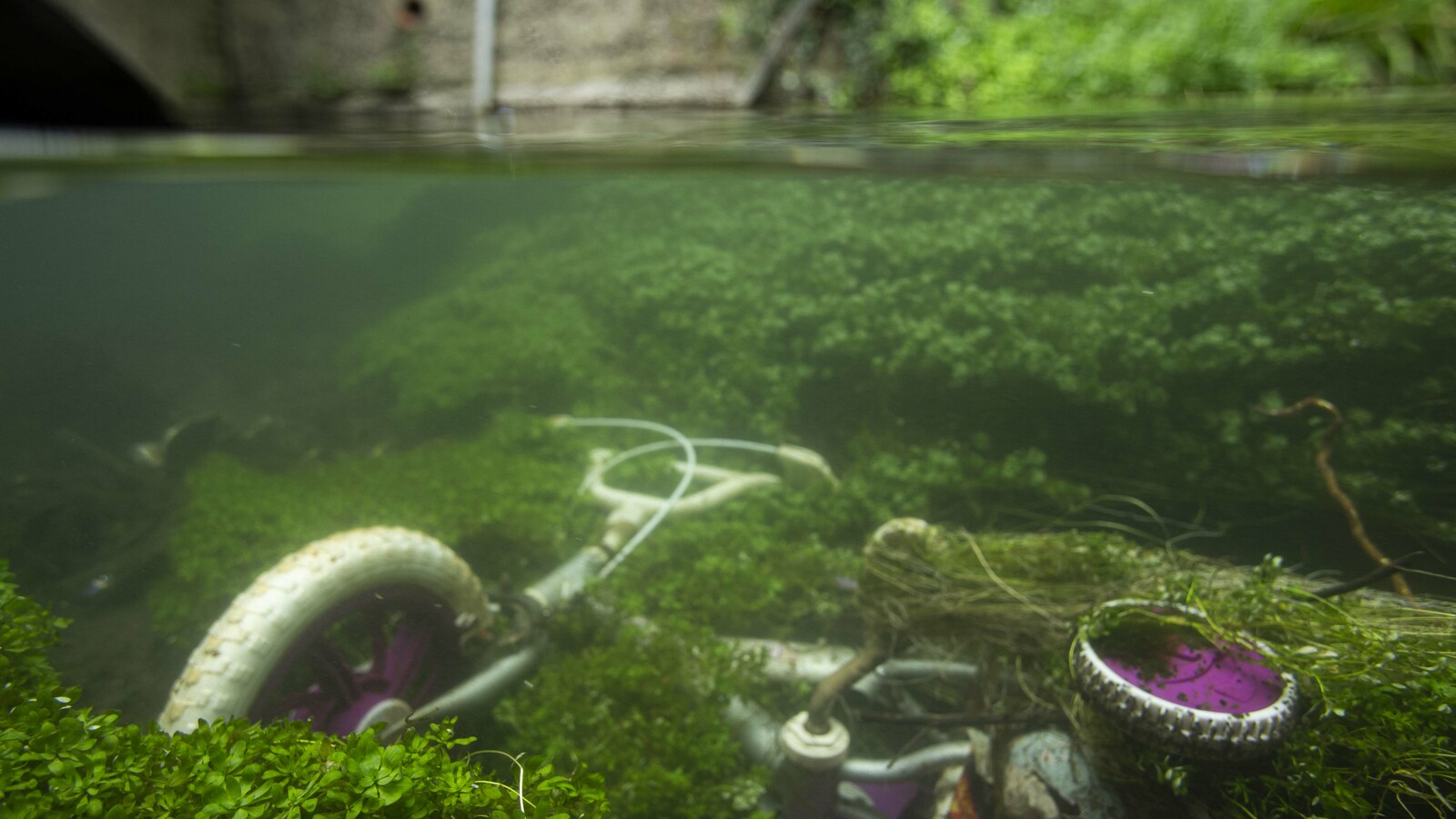 An underwater photo showing a submerged child's tricycle surrounded by green water weed.