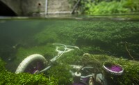 An underwater photo showing a submerged child's tricycle surrounded by green water weed.