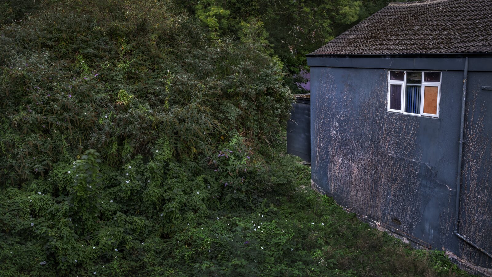 Overgrown plants and trees by a blue building.