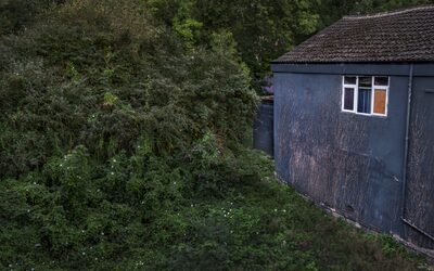 Overgrown plants and trees by a blue building.