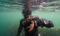 Spearfisherman holding a lobster underwater