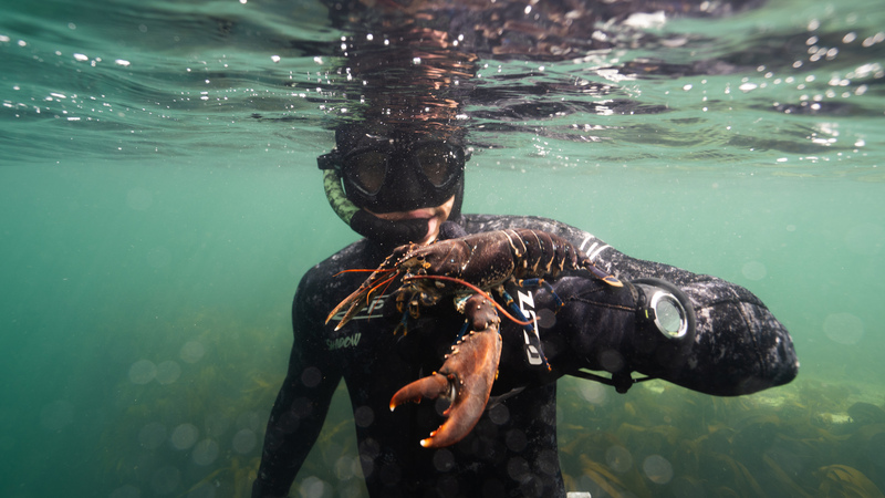 Spearfisherman holding a lobster underwater