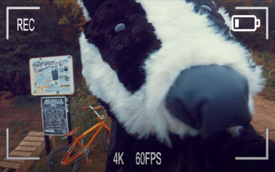 The Trail Camera short film, title image. Human sized badger looks at the camera suspiciously as he considers stealing a red BMX for a ride at the Bolehills BMX track. 