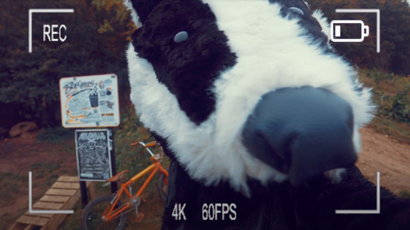 The Trail Camera short film, title image. Human sized badger looks at the camera suspiciously as he considers stealing a red BMX for a ride at the Bolehills BMX track. 