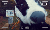 The Trail Camera short film, title image. Human sized badger looks at the camera suspiciously as he considers stealing a red BMX for a ride at the Bolehills BMX track. 