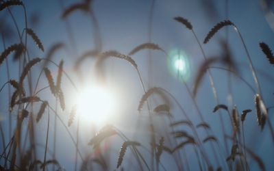 A field of wheat with a sunflare