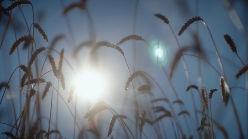 A field of wheat with a sunflare