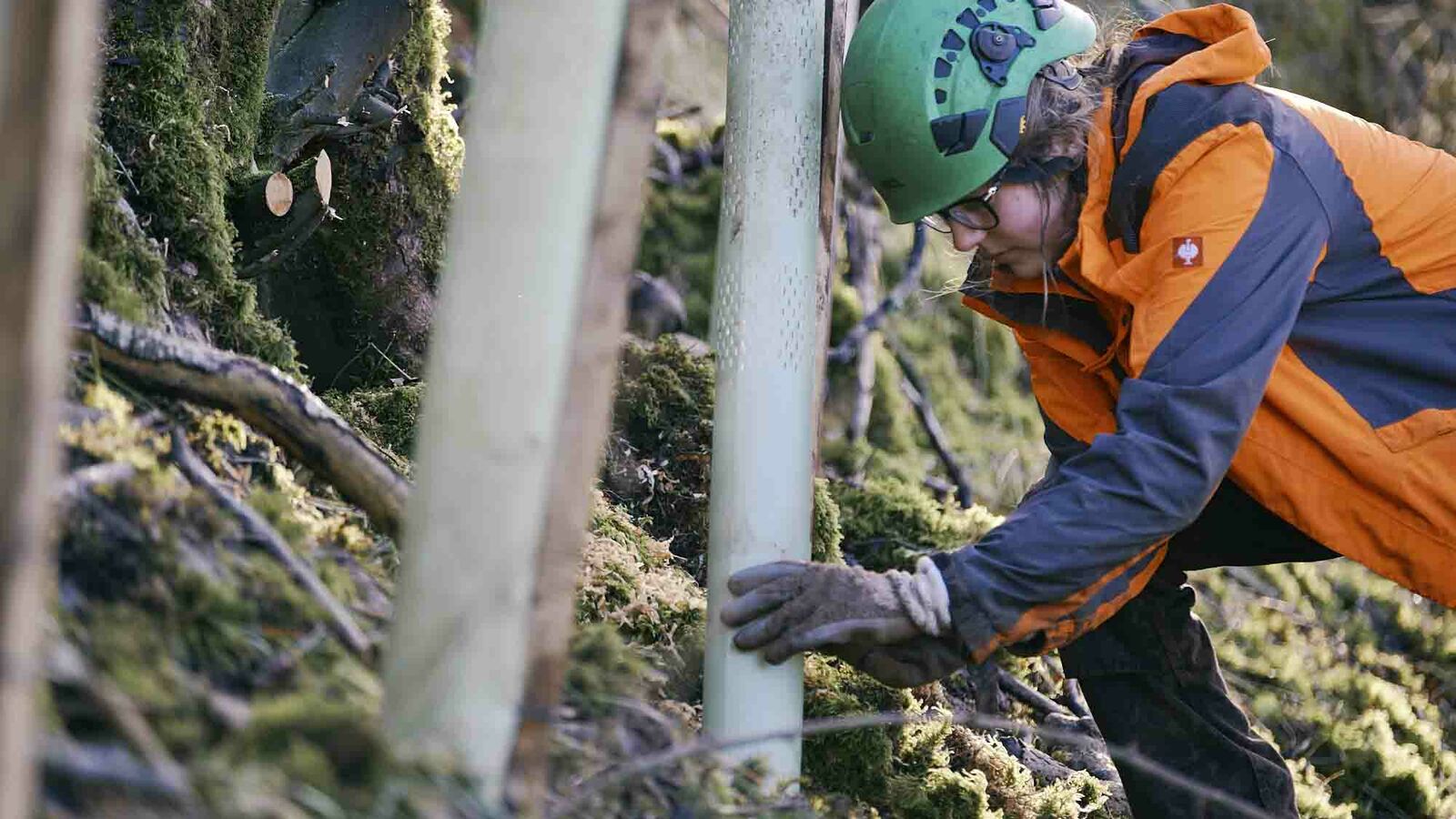 A women placing a tree tube, over a planted tree on a woodland slope
