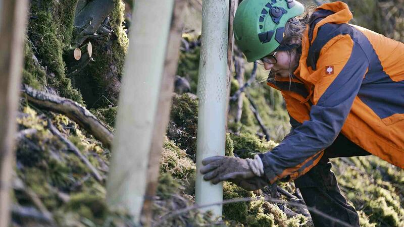 A women placing a tree tube, over a planted tree on a woodland slope