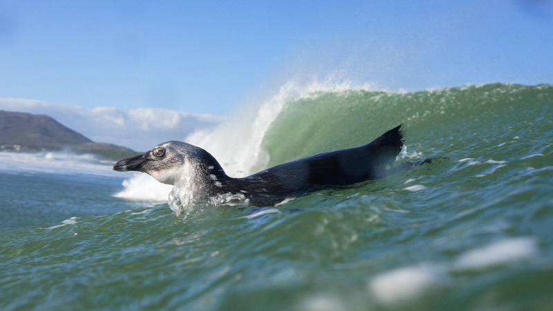 Penguin with wave